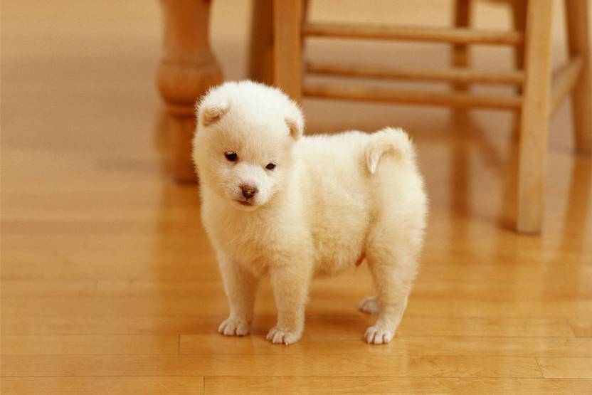 Poster Cute Dogs Nature Scenery 754 Photographic Paper