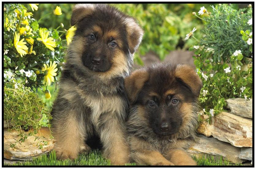German Shepherd Poster For Room Dog Posters Images For