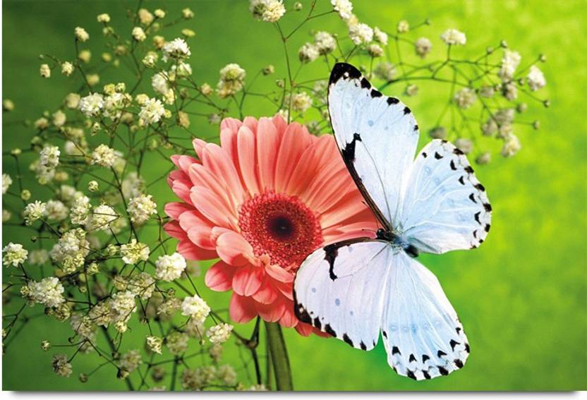 White Butterfly On Red Flower Paper Print Nature Posters