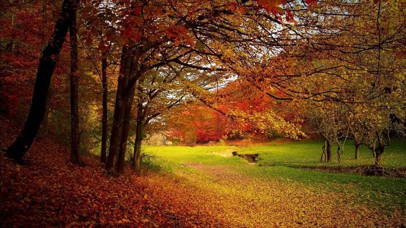 Natural Scene Of Autumn Season Poster Paper Print Nature