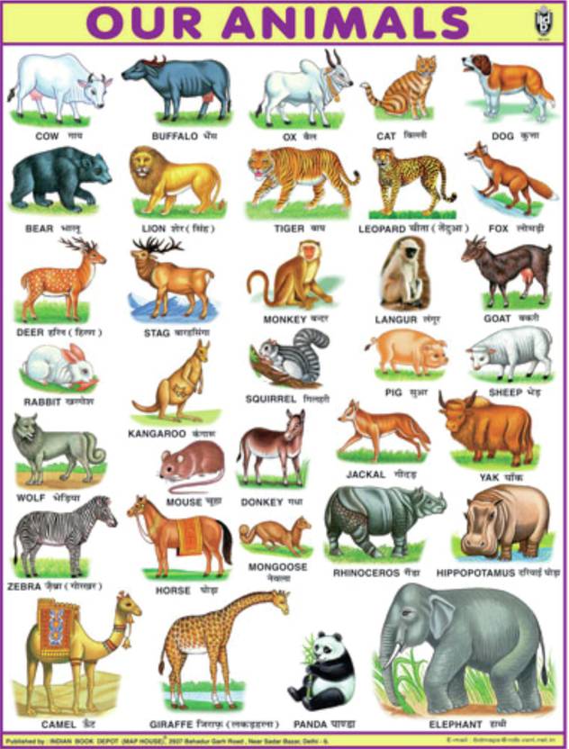 jumbo animal chart for children paper print 40 inch x 54 inch