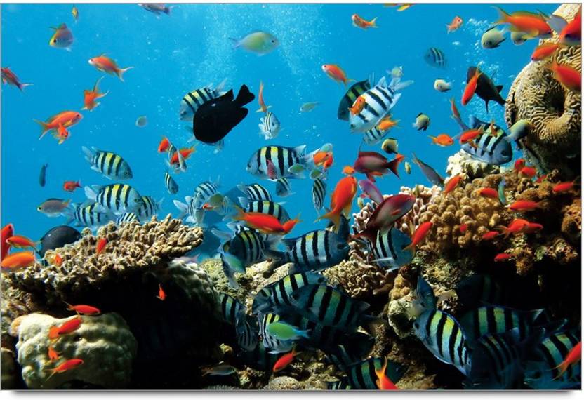 580 Aquarium Design Price HD Terbaru 580 Aquarium Design Price HD Terbaru