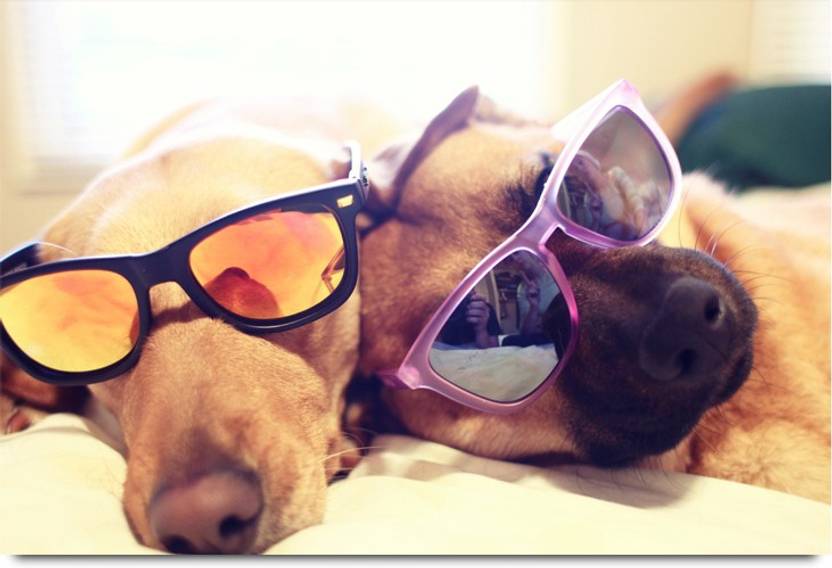 Dogs Sleeping With Specs Paper Print Animals Posters In