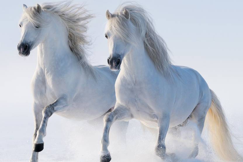 White Running Horses Poster Paper Print