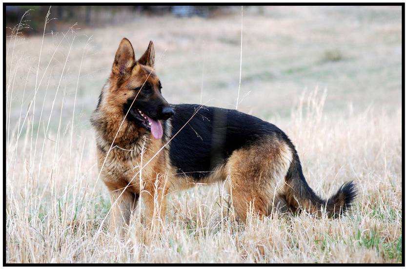 German Shepherd Dog Poster Paper Print Animals Posters In India