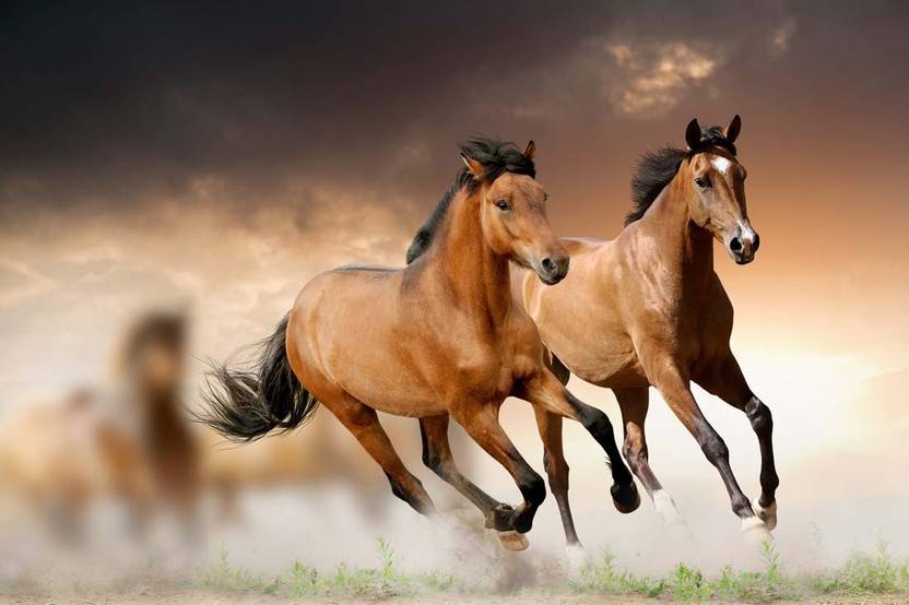 Nice Horse Couple S P489 By Spoilt Paper Print Animals
