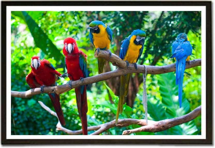 Beautiful Birds Parrots Paper Print Animals Posters In