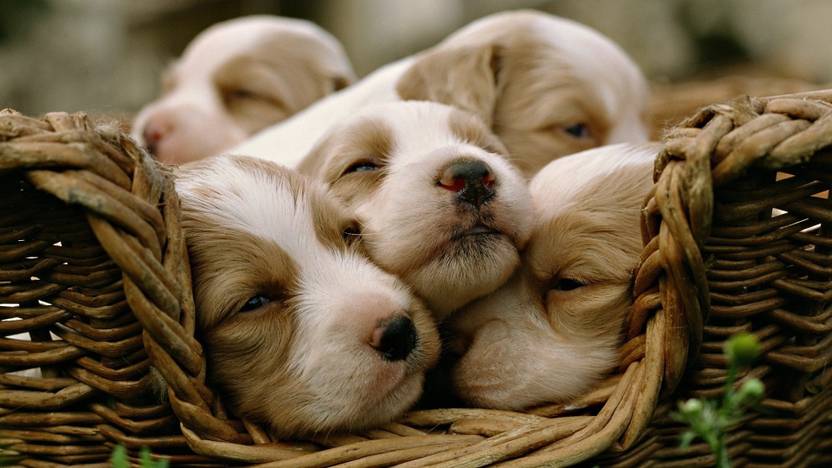 Basket Dogs Puppies Poster Paper Print Animals Posters In