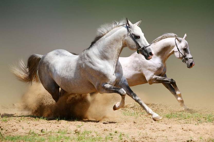 Athah Running White Horses Poster Paper Print
