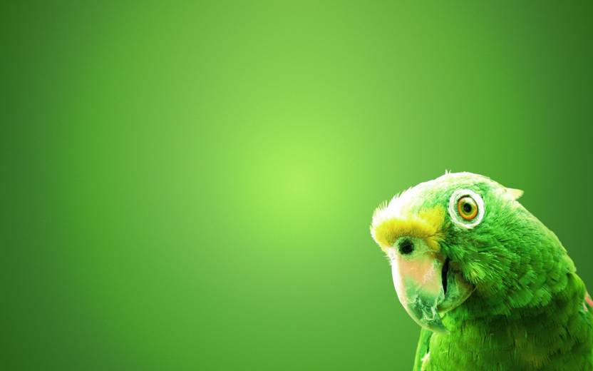 Green Parrots Bird Poster Paper Print Animals Posters In