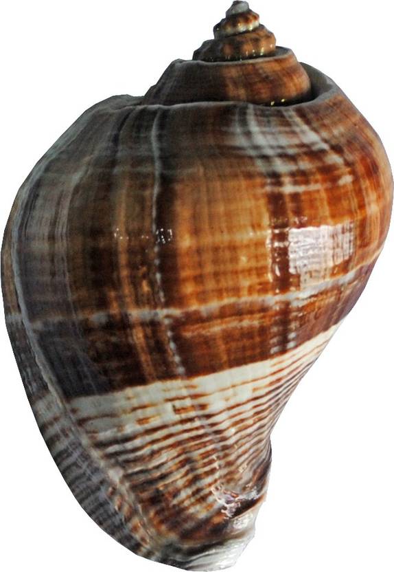 D S R Exports Natural Brown Decorative Sea Shell Decorative