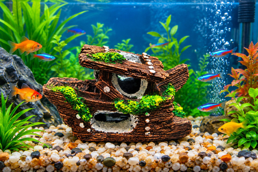 AQUARIUMAURA AQUARIUMAURA Aquarium Shipwreck River Rock Planted Substrate(Brown, 0.2 kg) - Flipkart Deal