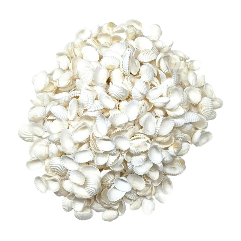 FairRate Tiny White Artificial Sea Shells Mini Bulk for Candle DIY Decor Filler 200gm