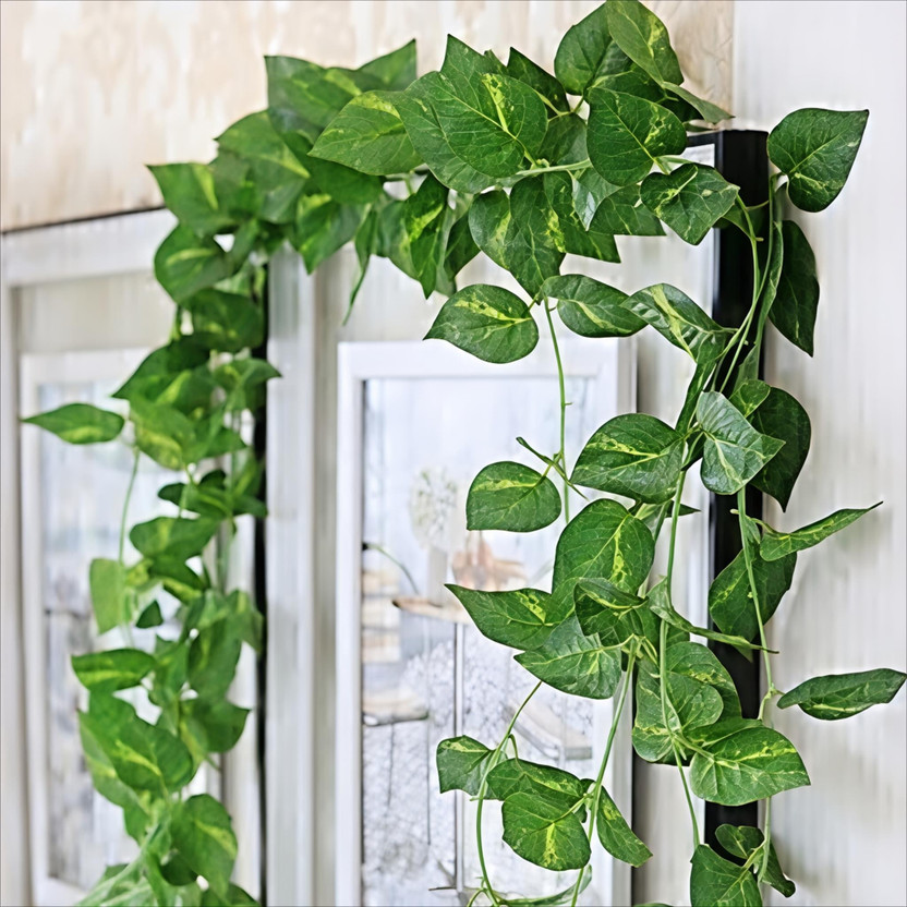 POKA Artificial Money Plant Creeper Vine for Wall Hanging Home Balcony Decor Set of 2 Artificial Plant(210 cm, Green)