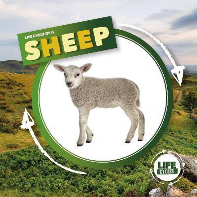 Life Cycle of a Sheep Buy Life Cycle of a Sheep by Holmes Kirsty at