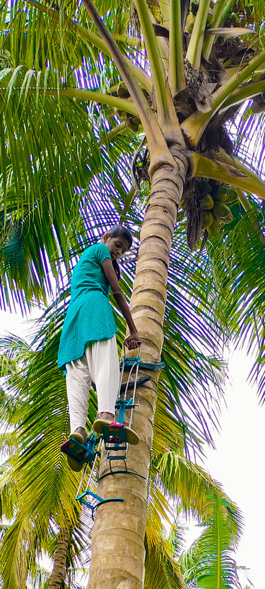 SARA SARA Heavy duty Coconut and Palmyra Tree Climbing Tool Safety Harness(XL) - Flipkart Deal