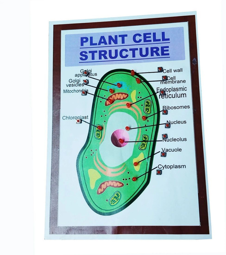 MELODY's Plant Cell Structure- Biology Working Science Model for School. Educational Electronic Hobby Kit