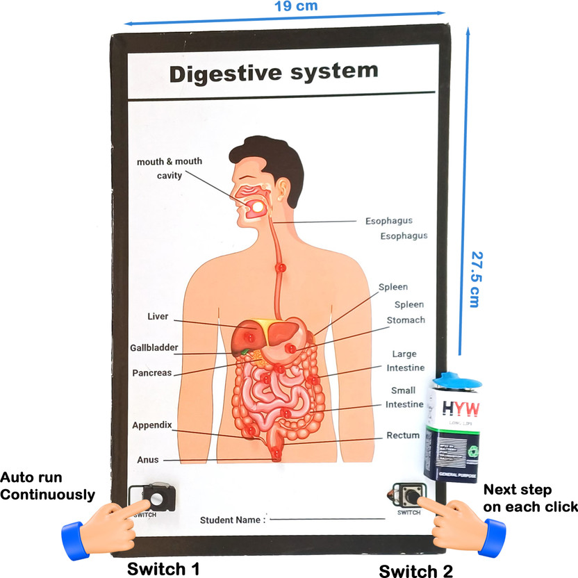 SR ROBOTICS Digestive System School project Working model Educational Electronic Hobby Kit