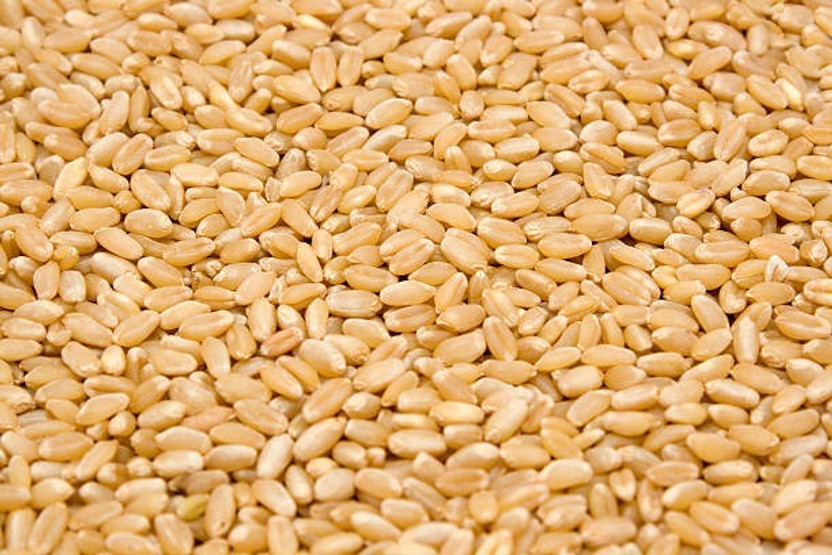 RN CART Organic Sarbati Wheat Seeds | Whole Wheat Khapli | Emmer Wheat | Gehu(1.5 kg)