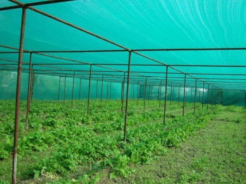 YUVAGREEN Evergreen ! Agro Shade Net ! 75% Shade ! Greenhouse UV Stabilized Net ! (3m x 10m) Garden Tool Kit(1 Tools)