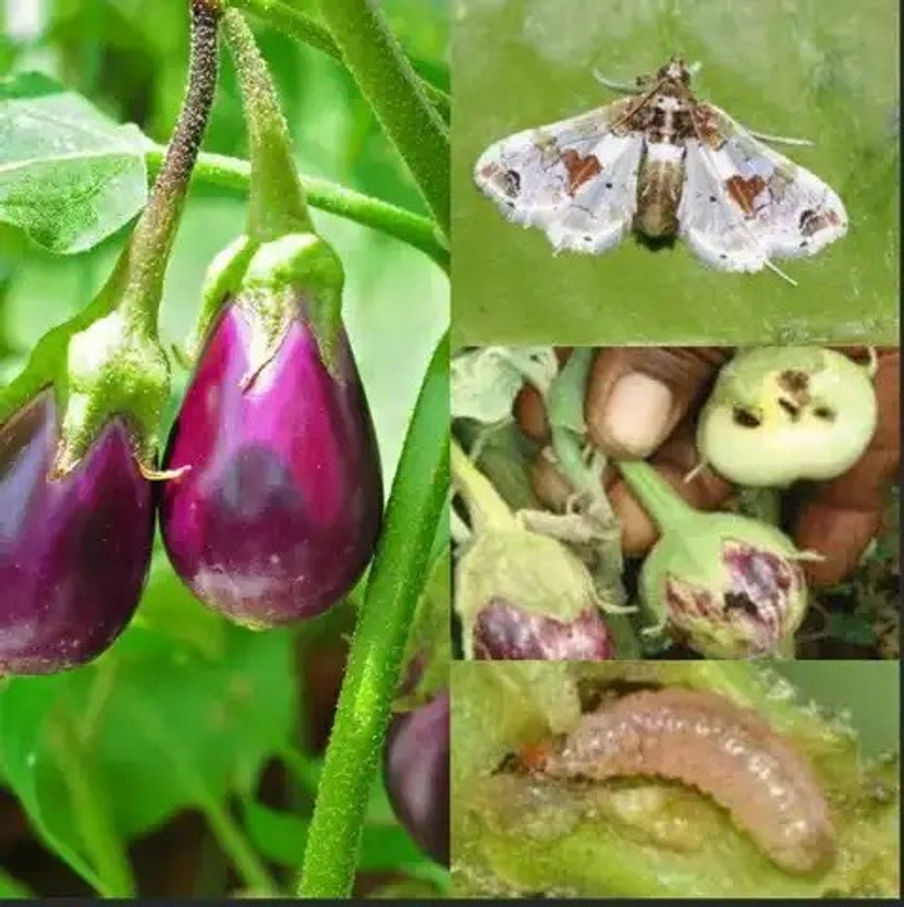 Origin LURE For Brinjal Fruit & Shoot Borer, 45-60 Days Field Viability(10 x 0.1 Units)