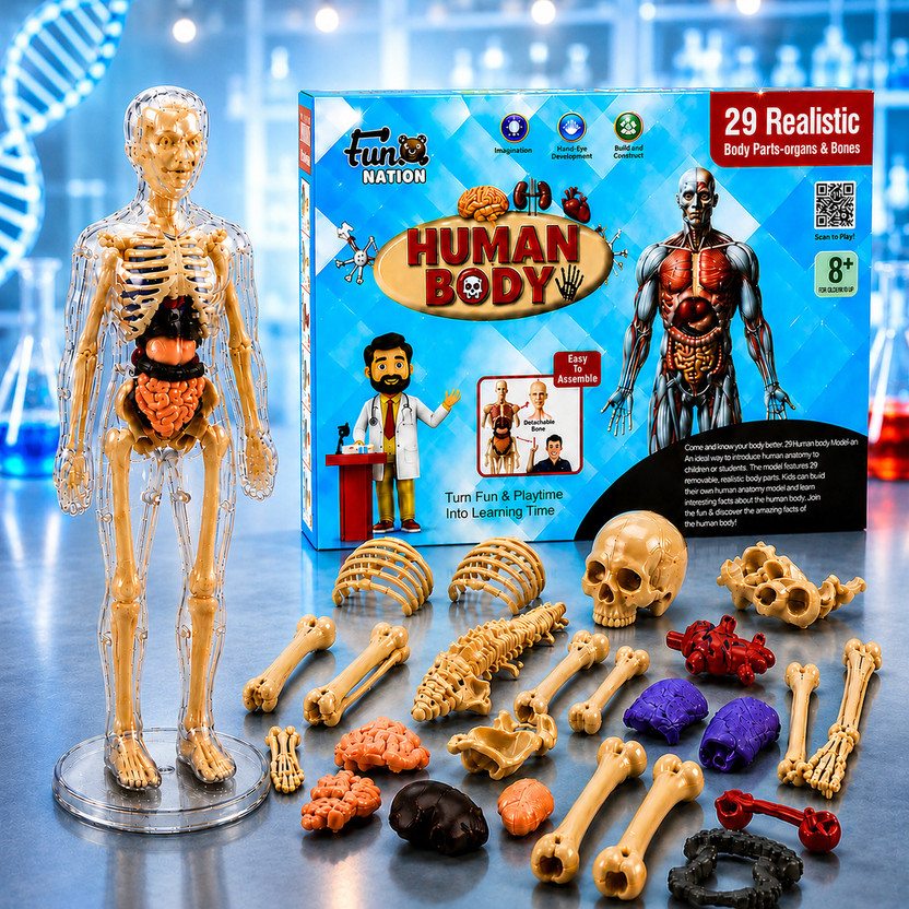 Buddynjoy 3D Human Body Anatomy Model Toy | Educational Science Kit for Kids(Multicolor)