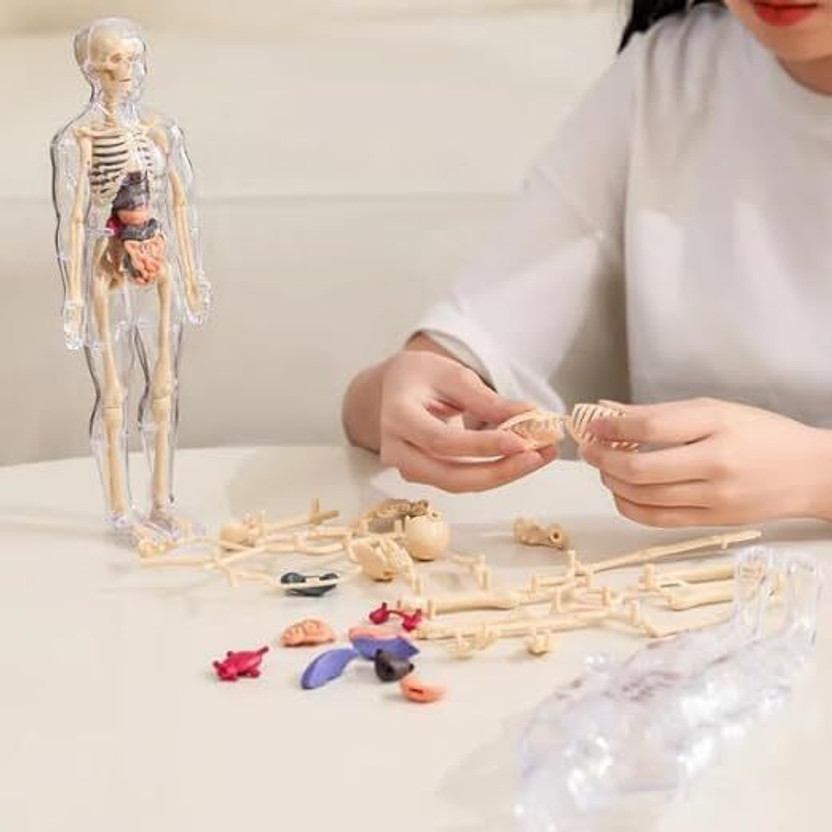 calyxia Human Anatomy Model Kit – Transparent Body(Multicolor)