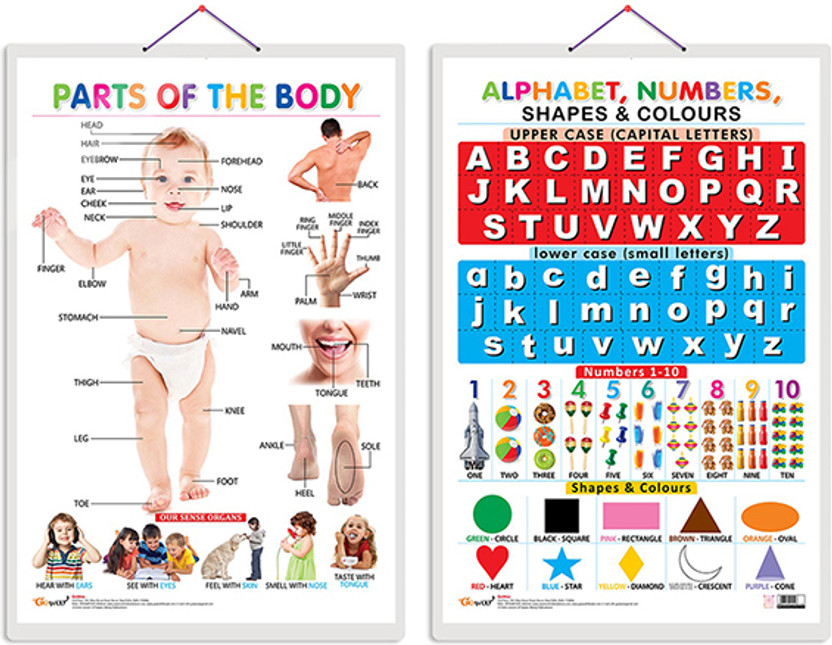 Gift Pack Of 2 Parts Of The Body And Alphabet, Numbers, Shapes & Colours Charts | Wall Posters For Room Decor High Quality Paper Print With Hard Lamination (20 Inch X 30 Inch, Rolled)(Hardcover, Sahil)