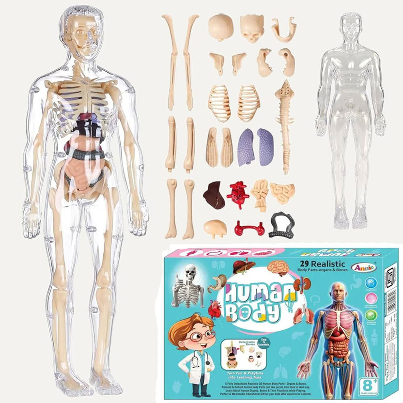 KOBBET Human Body Model Fully Transparent Body 3D Anatomy Figure Kit–Removable Organs(Multicolor)