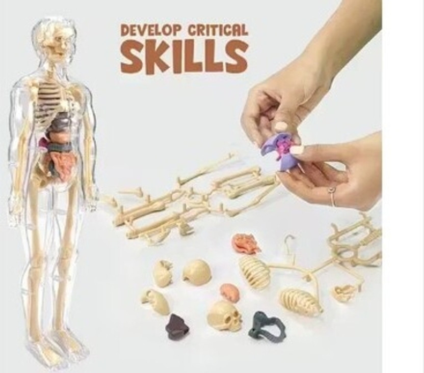 KOBBET 3D Human Body Structure Model Kids Toy Skeleton Puzzle Science Kit for Anatomy(Multicolor)