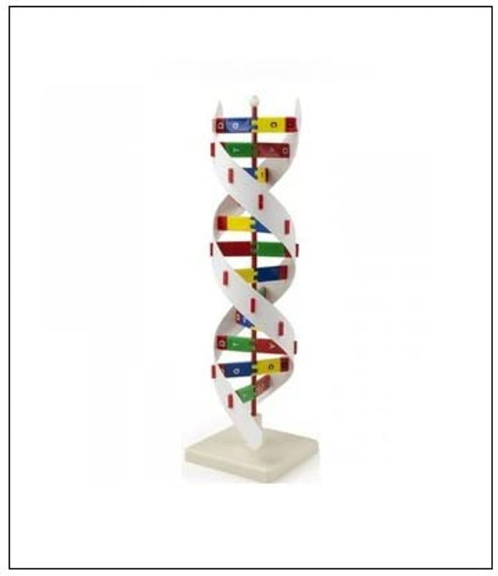 Labgo Dna Activity Model For Hospital(Multicolor)