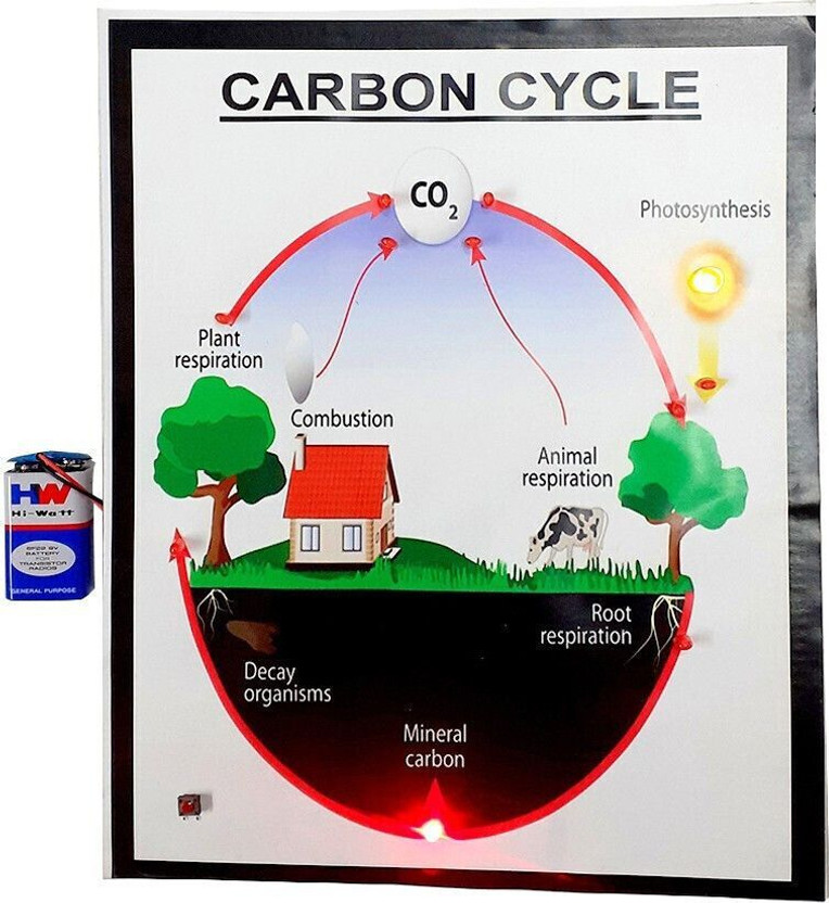 MELODY's Carbon Cycle - Science Working Model Using Running LED Lights(Multicolor)