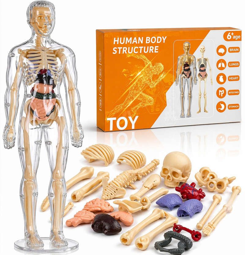 Buddynjoy 3D Human Body Structure Model Kids Toy | Skeleton Puzzle Science Kit for Anatomy(Multicolor)