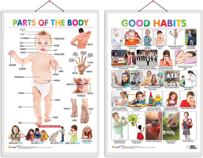 Gift Pack Of 2 Parts Of The Body And Good Habits Charts | Wall Posters For Room Decor High Quality Paper Print With Hard Lamination (20 Inch X 30 Inch, Rolled)(Hardcover, Sahil)
