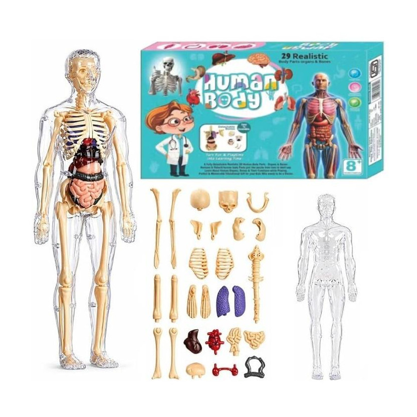Braintastic 3D Human Anatomy Model Kit for Kids | Educational STEM Science Toy(Multicolor)