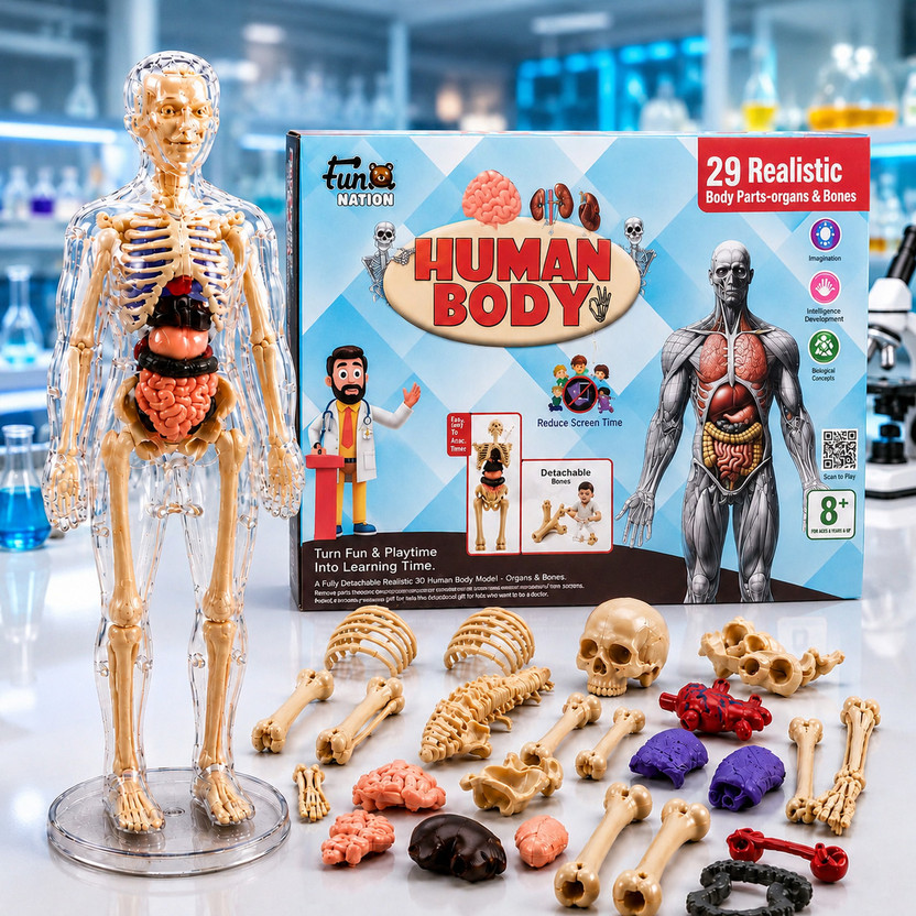 Buddynjoy 3D Human Body Anatomy Model Toy | Educational Science Kit for Kids(Multicolor)