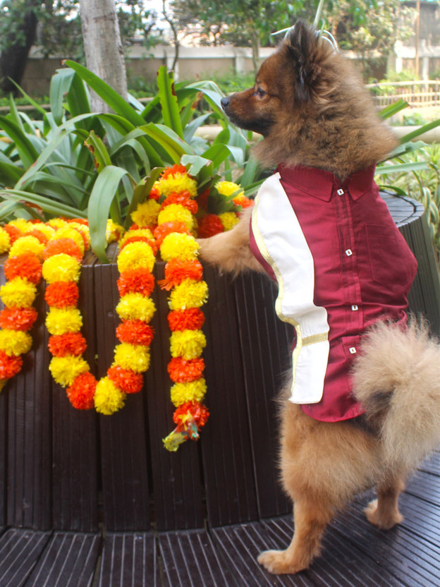 Paws By Vastramay Dress for Dog(Maroon And Cream)