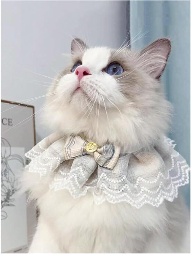DogTrust DogTrust Bowknot Pet Bowtie Girl Bandanas Costume Decor Accessories Dog & Cat Everyday Collar(Medium, Grey) - Flipkart Deal