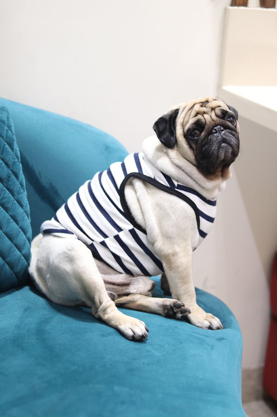 Baeship T-shirt for Dog(White)