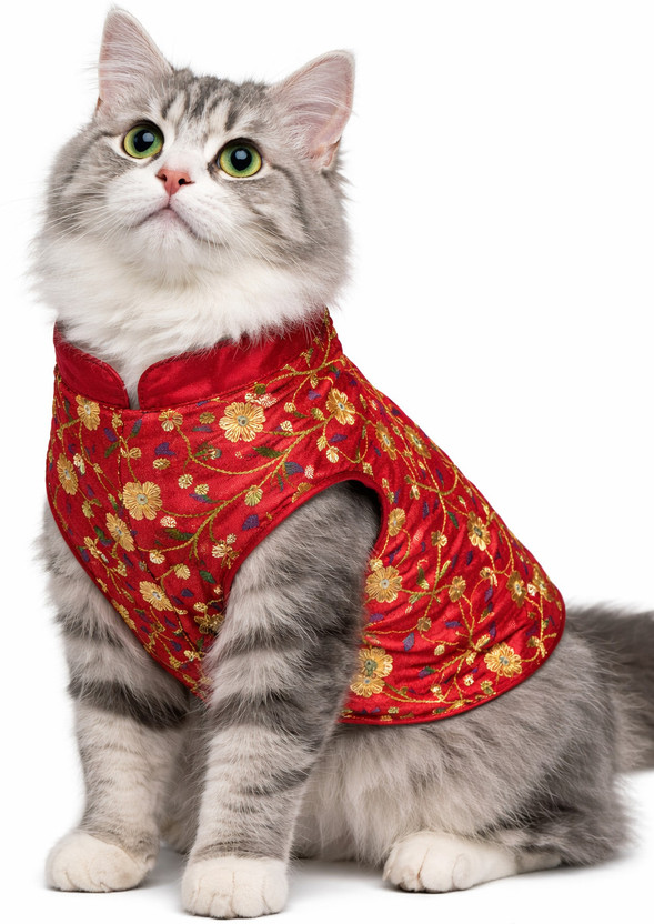 LittlePaws Dress for Dog, Cat(Red)