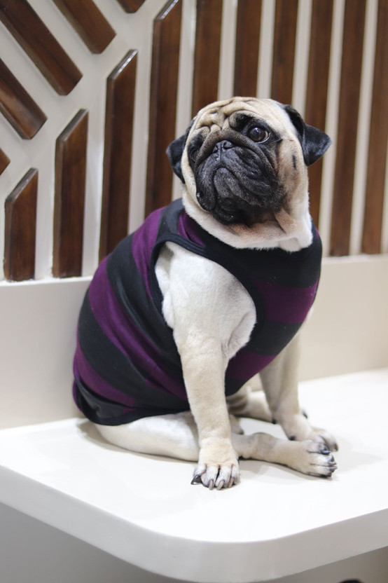 Baeship T-shirt for Dog(WINE)