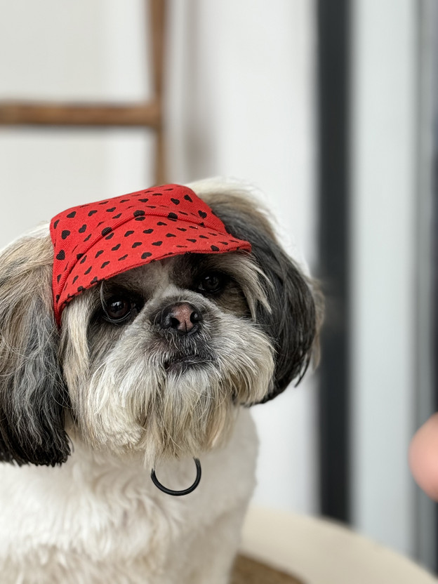 PAWGY PAWGY Cap for Dog(Red) - Flipkart Deal
