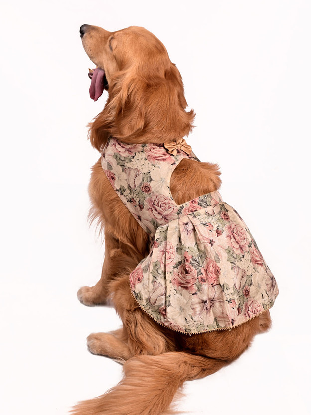 Paws By Vastramay Dress for Dog(Beige)
