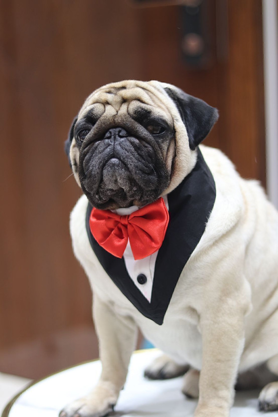 Baeship Tuxedo for Dog(Black white)