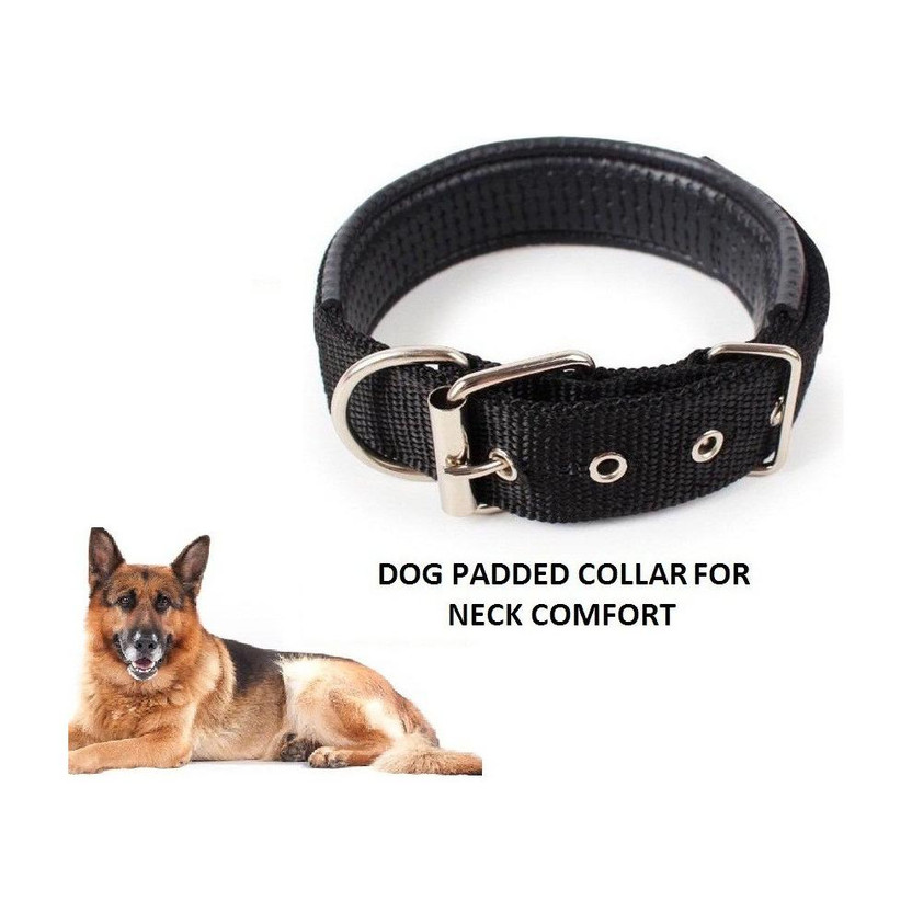 Hachiko Dog Everyday Collar(Medium, Black)