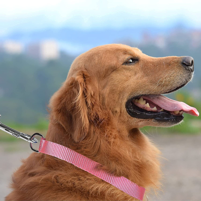 DCM DCM PET MART Classic Nylon Dog Collar and Leash Set 10 MM-1 Dog & Cat Collar & Leash(Small, Multicolor) - Flipkart Deal