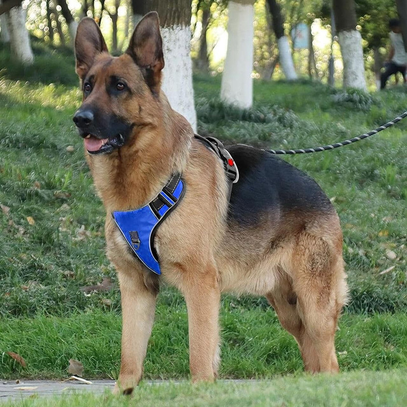 Flipkart Berlin's Adjustable Chest Belt Harness |Reflective Comfortable No-Pull Pet Safety Harness Dog Buckle Harness(Medium, Black/Blue) - Flipkart Deal