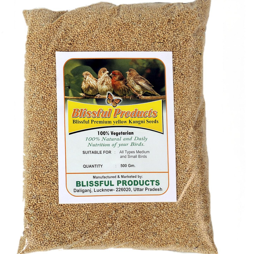 Blissful Products Yellow Millet Kangni Bird Food 0.5 kg Dry Adult Bird Food