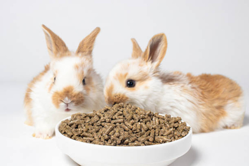 Jj Jj clawsome Rabbits, Guinea Pigs, Hamsters 200g Small Animal Pellet Food High Nutrition Mix 0.2 kg Dry All Life Stages Rabbit Food - Flipkart Deal