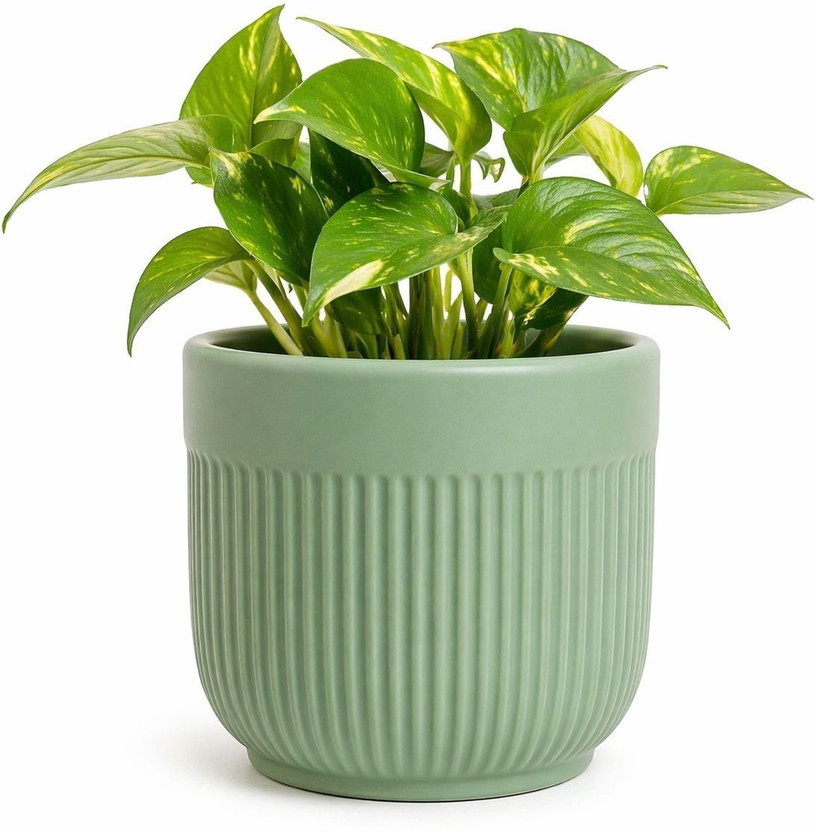 kaazamart Ribbed Green Ceramic Planter | 9 cm Indoor Pot for Succulents & Small Plants Plant Container Set(Ceramic)